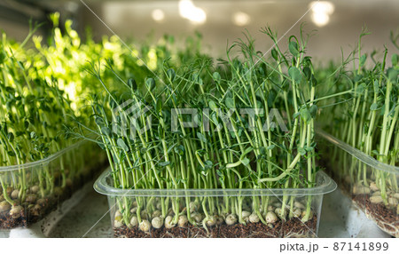 Green pods of sprouted peas on a light background. Superfood. Green pods of sprouted peas on a light background. Superfood. 87141899