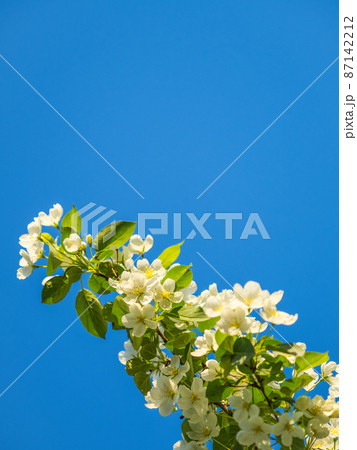 Apple tree branches with white flowers on a background of blue clear sky. 87142212
