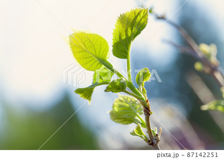 April spring background. Green leaves against blurred blue sky 87142251