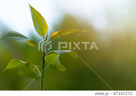 Blurred spring nature background with green tree leaves 87142252