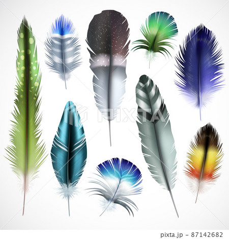 Feathers Realistic Set Feathers Realistic Set 87142682