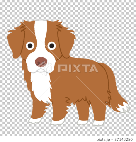 ノヴァスコシアダックトーリングレトリバーの犬イラスト 87143280