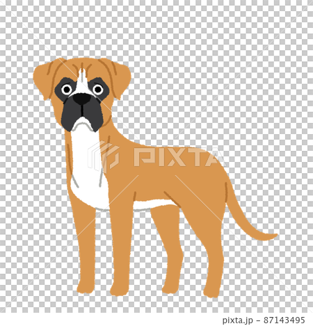 拳擊手狗圖 87143495