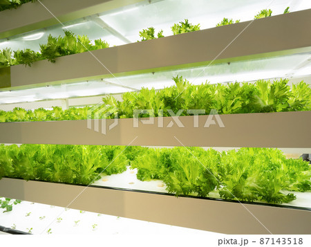 野菜工場 フリルレタスの栽培 野菜工場 フリルレタスの栽培 87143518