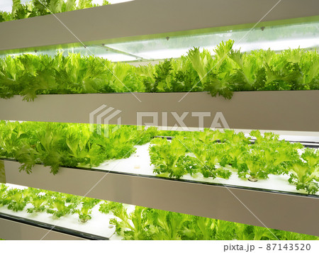 野菜工場 フリルレタスの栽培 野菜工場 フリルレタスの栽培 87143520