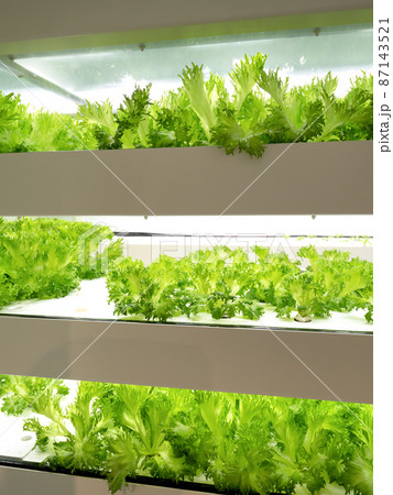 野菜工場　フリルレタスの栽培 87143521