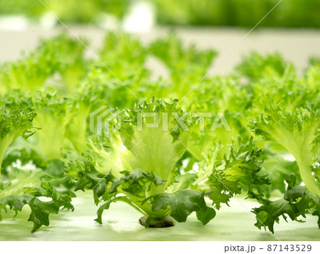 野菜工場　フリルレタスの栽培 87143529