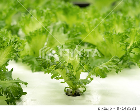 野菜工場 フリルレタスの栽培 野菜工場 フリルレタスの栽培 87143531