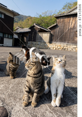 並んで座る猫 キジトラ猫 並んで座る猫 キジトラ猫 87143606
