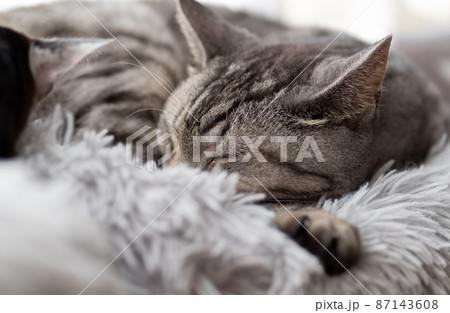 眠る猫　サバトラ猫 87143608