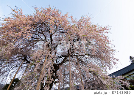 満開の桜 87143989