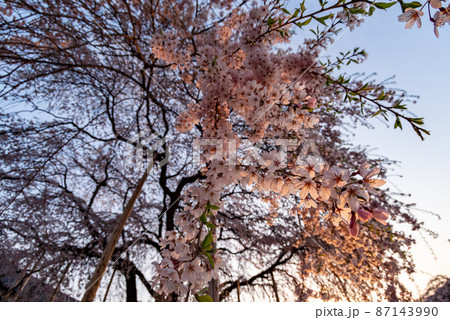 満開の桜 87143990
