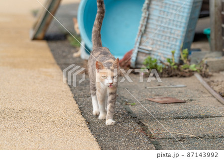 舌を出して歩く猫 三毛猫 舌を出して歩く猫 三毛猫 87143992