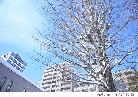 青空に映える積雪残る木 青空に映える積雪残る木 87144045