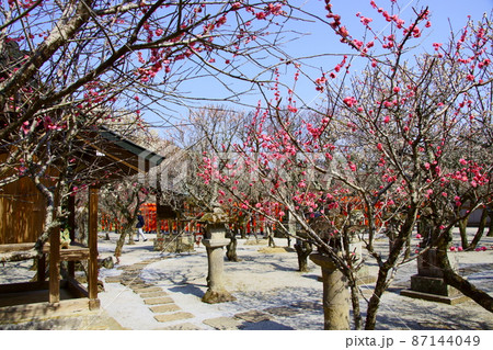 綱敷天満宮の紅梅に埋まる境内 綱敷天満宮の紅梅に埋まる境内 87144049