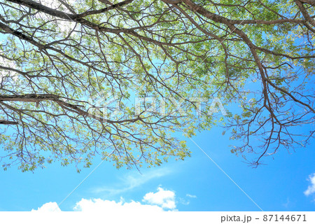 Tree canopy with blue sky and clouds background Tree canopy with blue sky and clouds background 87144671