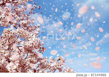 春の空、舞う桜　ときのそら　SSP 美品 SSP 春の空、舞う桜 ときのそら(サイン入り) 販売 | ホロライブ