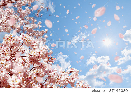 満開の桜と、春の青空に舞う桜吹雪の写真  87145080