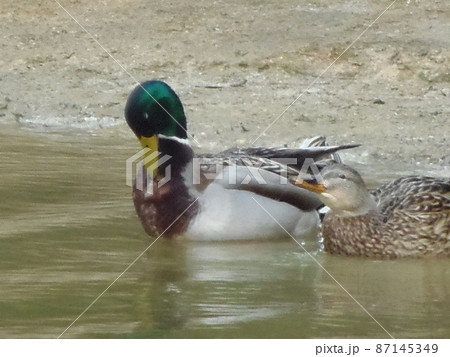 雪を見つめるマガモのメスとオス 87145349