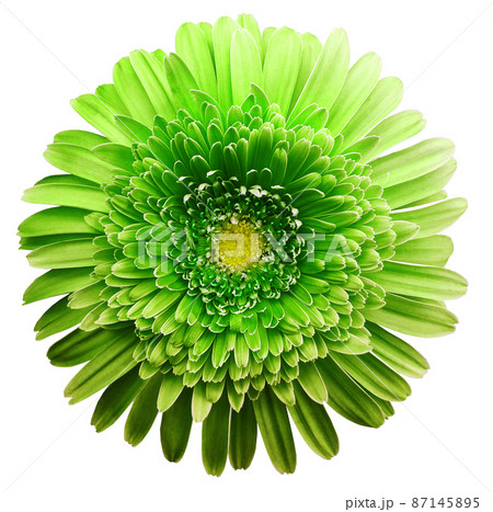 gerbera flower green. Flower isolated on white background. No shadows with clipping path. Close-up. Nature. gerbera flower green. Flower isolated on white background. No shadows with clipping path. Close-up. Nature. 87145895