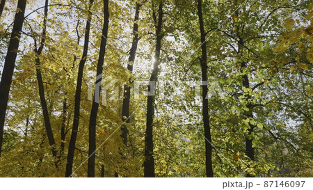 Autumn leaves fall in the forest, natural landscape Autumn leaves fall in the forest, natural landscape 87146097
