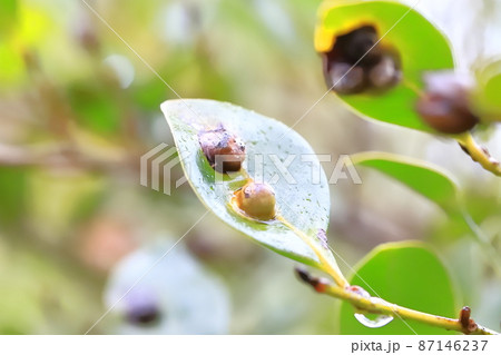 イスノキの葉にできた虫こぶ 87146237