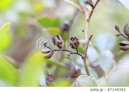 イスノキの果実 87146362