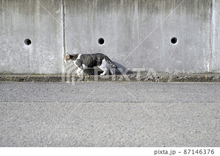 猫 猫 87146376