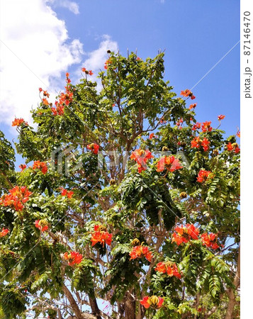 沖縄　奥武山公園の火焔木4 87146470