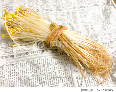 青森県大鰐町の特産品・大鰐温泉もやし 青森県大鰐町の特産品・大鰐温泉もやし 87146485