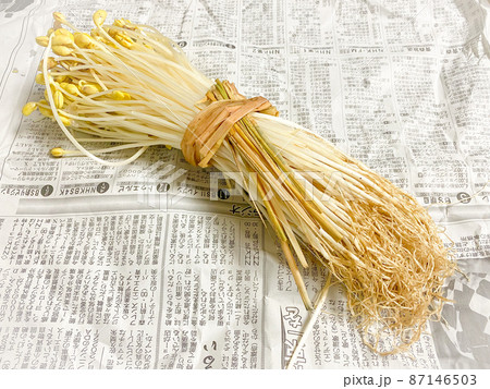 青森県大鰐町の特産品・大鰐温泉もやし 87146503