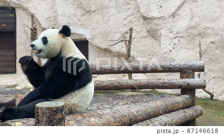 Panda eat juicy bamboo branches for lunch Panda eat juicy bamboo branches for lunch 87146618