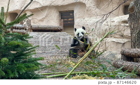 Panda eat juicy bamboo branches for lunch 87146620