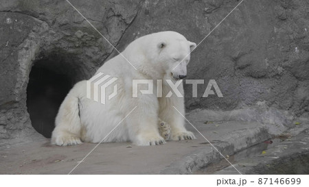 Polar Bear Ursus Maritimus on a sunny day Polar Bear Ursus Maritimus on a sunny day 87146699