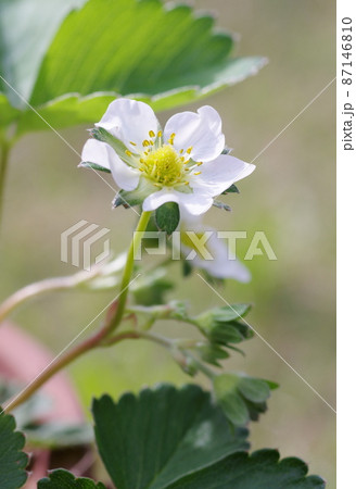イチゴの花 87146810