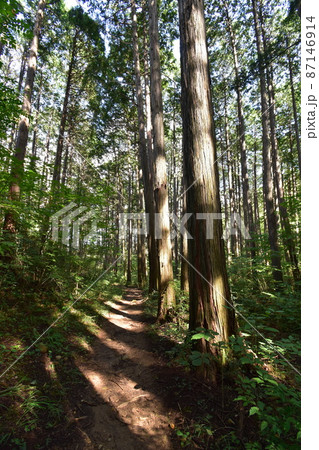宮城県仙台市の天然記念物青葉山にある青葉の森緑地です 87146914