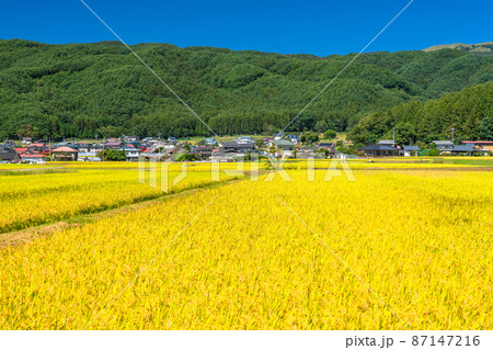 《山梨県》稲穂の田園風景・韮崎 87147216