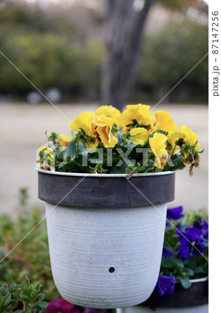 植木鉢の黄色い花 87147256