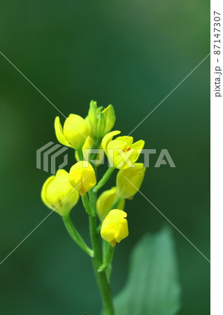 山野草の王様 87147307