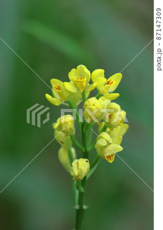 山野草の王様 87147309