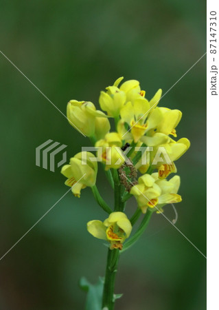 山野草の王様 87147310