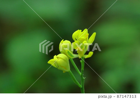 山野草の王様 87147313