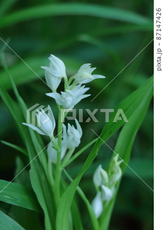 山野草の女王 87147426