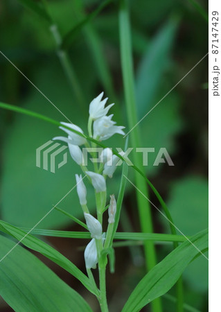 山野草の女王 87147429