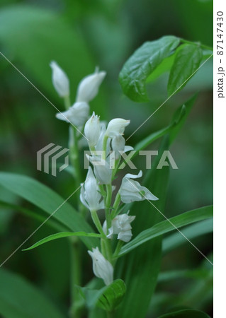 山野草の女王 87147430