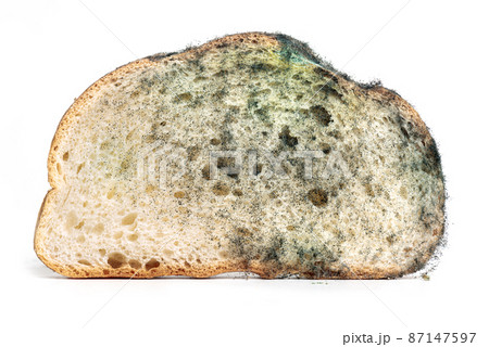The old mold fungus on the piece of wheat bread. Spoiled food The old mold fungus on the piece of wheat bread. Spoiled food 87147597