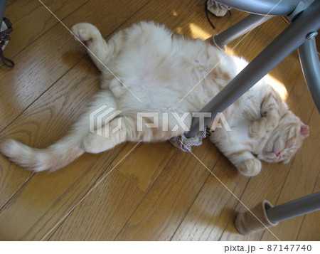 大の字猫 大の字ねこ （クロ） O-427-D 陶製/ cat/貓/Katze