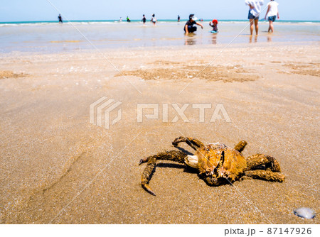 The dried Red Frog Crab on beach The dried Red Frog Crab on beach 87147926