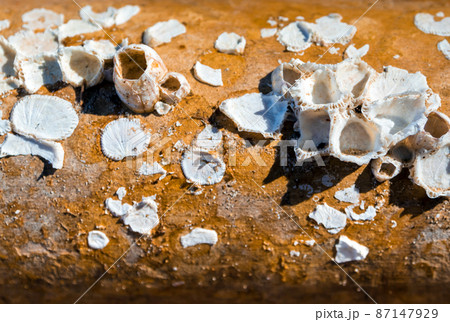 Dried barnacle shell on surface of dried wood Dried barnacle shell on surface of dried wood 87147929