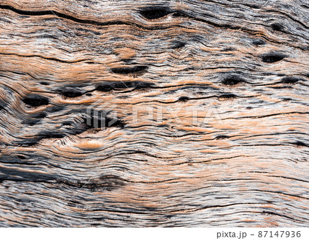 Abstract Surface texture and trenches on the bark of tree trunk Abstract Surface texture and trenches on the bark of tree trunk 87147936